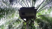 Gupon, Sarang Burung Hantu Di Tengah Perkebunan