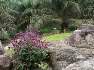 Menguak Kisah Di Balik Sawit