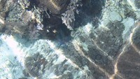 Bintang Laut di beningnya lautan di Kepulauan Alor