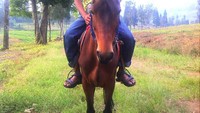 Saya sedang menunggangi kuda yang dinamai Bella. Kuda yang didatangi langsung dari Lombok