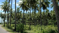 pemandangan barisan  pohon kelapa dapat kita temui di mana-mana di Pulau Selayar ini