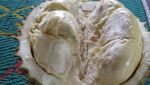 Menikmati Durian di Brastagi