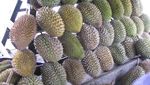 Menikmati Durian di Brastagi
