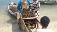 Petani rumput panen disekitar pantai