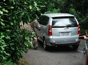 Menikmati Kehidupan Liar yang Ramah