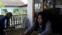 Menata hasil rajangan