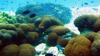 Ribuan ikan hias bermain di atas coral dan pasir putih
