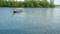 Hutan bakau di sekitar Pelabuhan Maillepet