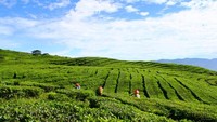 Pagaralam, sebuah tempat peristirahatan yang jauh dari kebisingan dan segala macam polusi.