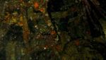 Menyelam di antara Sampah dan Kehidupan Malam di Raja Ampat