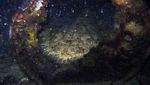 Menyelam di antara Sampah dan Kehidupan Malam di Raja Ampat
