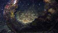 Si Wobbegong Shark sedang beristirahat di dalam drum bekas