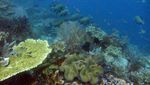 Menyelam di Waigeo, Raja Ampat? Pasti mengesankan!