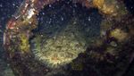 Menyelam di Waigeo, Raja Ampat? Pasti mengesankan!