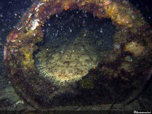 Menyelam di Waigeo, Raja Ampat? Pasti mengesankan!