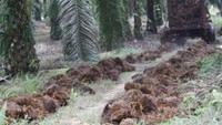Tandan Kosong Yang Di Sebar Pengganti Pupuk