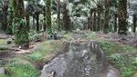Menyelami Ketakjuban Sawit Di Kalimantan