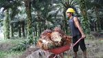 Menyelami Ketakjuban Sawit Di Kalimantan