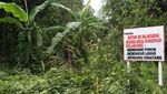 Menyelami Ketakjuban Sawit Di Kalimantan