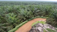 Perkebunan Sawit Tampak Dari Atas