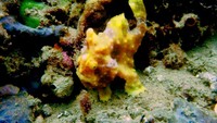 Frog Fish berwarna oranye