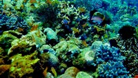 Di bawah permukaan laut di kawasan Laha