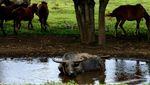 Menyusuri Kaki Gunung Tambora, Perjalanan Deru Campur Debu