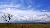 Padang rumput yang luas dengan Gunung Tambora di belakangnya (YF)
