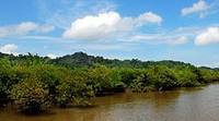 Hutan Mangrove Nan Luas
