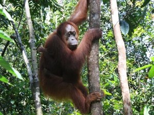 Menyusuri Sungai Sekonyer Menuju Dunia Keajaiban Tanjung Puting