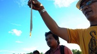 Wujud tambelo yang putih panjang dan berlendir.