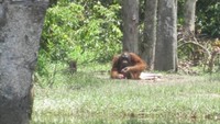 Orangutan di sepanjang Danau Tahai