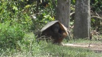 Orangutan menggunakan kardus untuk menghalangi sinar mentari