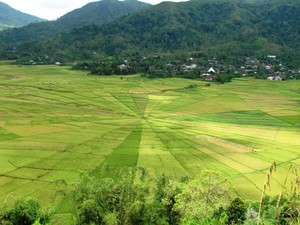 Mereka Bilang Itu Sawah Laba - Laba ( Seri Kearifan Lokal #5)