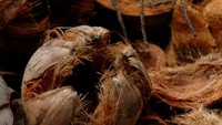 kelapa, hasil utama dari Pulau Selayar