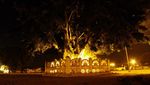 Mitos Beringin Kembar di Alun-alun Kidul, Yogyakarta