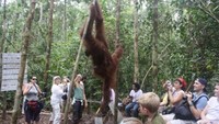 Wisatawan yang menyaksikan Orangutan di Camp Lakey