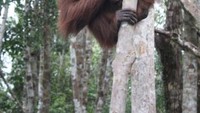 Sambutan pertama ketika sampai di Camp Lakey