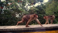 Hati - hati monyet ini biasanya galak