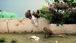 Monyet Sibaganding Turun Gunung