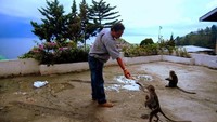 monyet - monyet antusias sekali begitu ada makanan