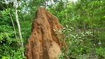 Musamus, Ujud Kekuatan Impian Sang Rayap