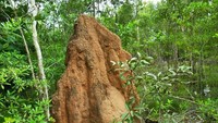 Musamus yang tingginya sekitar 2 meter