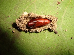 Nggih Nate Wonten Ingkang Tilar