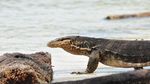NTT Punya Pulau Komodo, Indramayu Punya Pulau Biawak