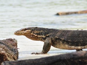 NTT Punya Pulau Komodo, Indramayu Punya Pulau Biawak