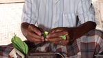 Nyirih: Tradisi Leluhur Kaya Makna dan Fungsi