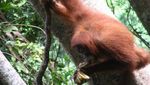 Orang Utan, Sensasi Pagi di Bukit Lawang