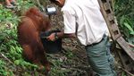 Orang Utan, Sensasi Pagi di Bukit Lawang