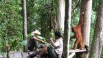 Orang Utan, Sensasi Pagi di Bukit Lawang